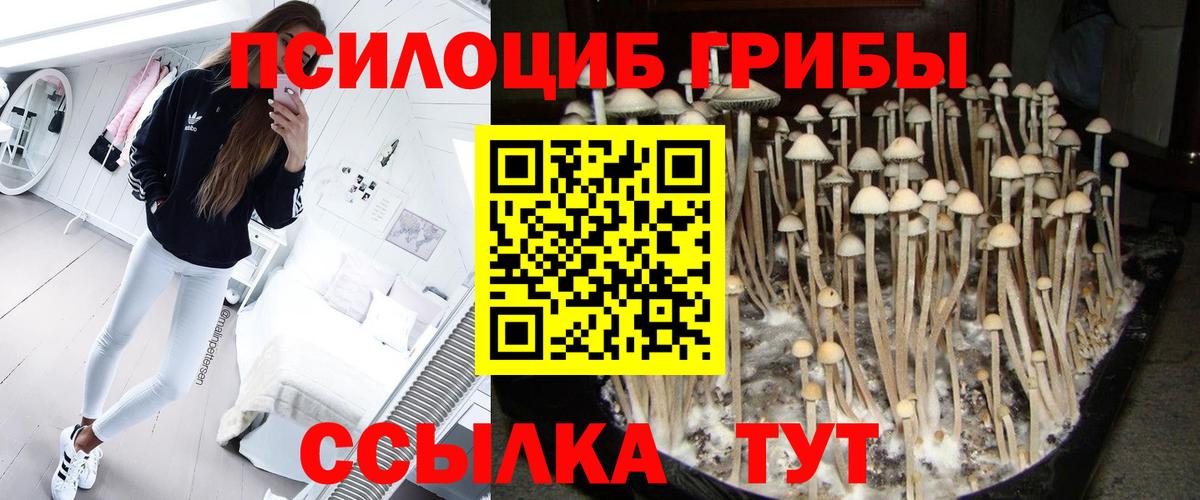 Псилоцибиновые грибы Cubensis  дарнет шоп  Вход с VPN  Губаха  Псилоцибиновые грибы Magic Shrooms 